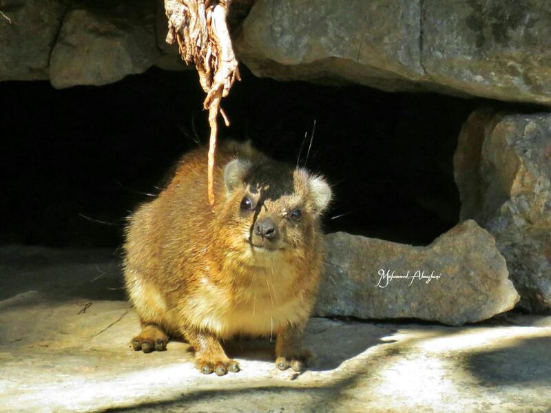 حكى عن قصته مع الأفاعي والذئاب: مصور عُماني يعشق تصوير الحيوانات ويرفض عروضًا من محطات عالمية