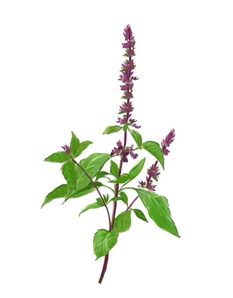 “السجاد البنفسجي” حاضر في استقبال جلالة السلطان؛ فإلى ماذا يرمز؟