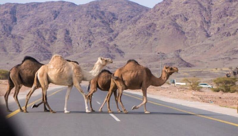 خلال عام: جمال سائبة تُزهِق 17 روحًا