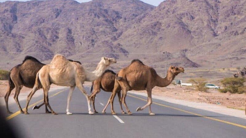 خلال عام: جمال سائبة تُزهِق 17 روحًا