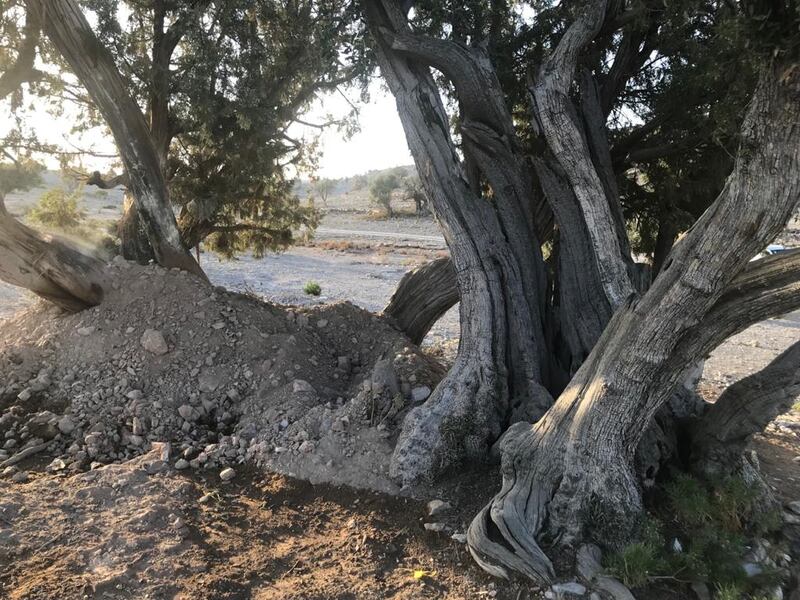 إخماد حريق شب في إحدى أشجار العلعلان بالجبل الأخضر