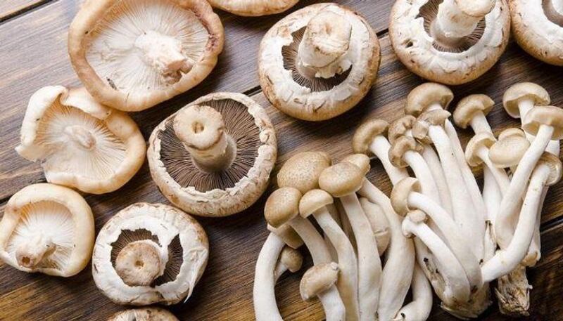 الإنتاج العُماني منه يقارب 500 طن شهريًا، لماذا يُعد المشروم غذاءً وصيدلية في آن واحد؟