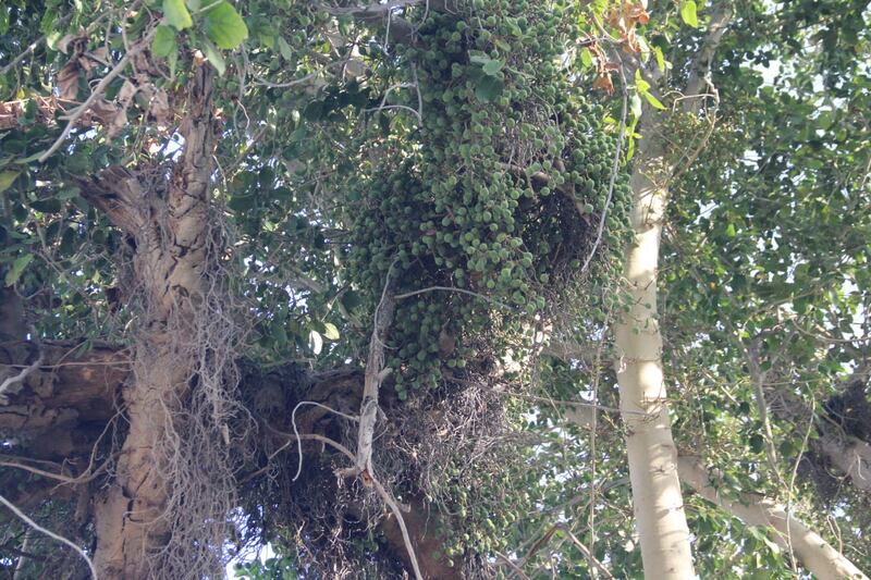 “السوقم” تثمر 4 مرات ولا تُرش بالمبيدات؛ فهل سمعت بها في ولايتك؟