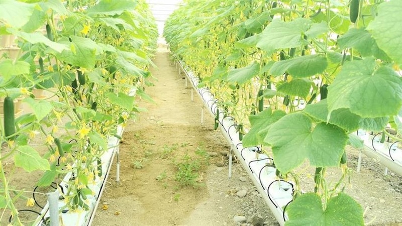 مواطن ينجح في تسويق زراعي وسياحي لمزرعته