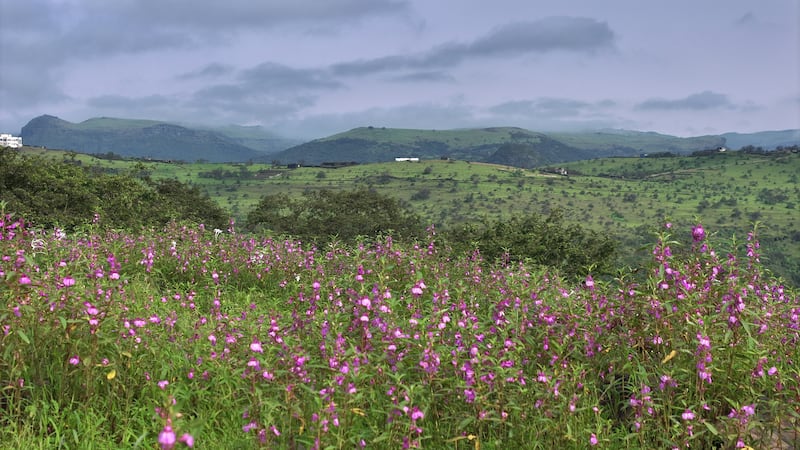 لماذا عليك زيارة “جبجات” في موسم الصرب؟