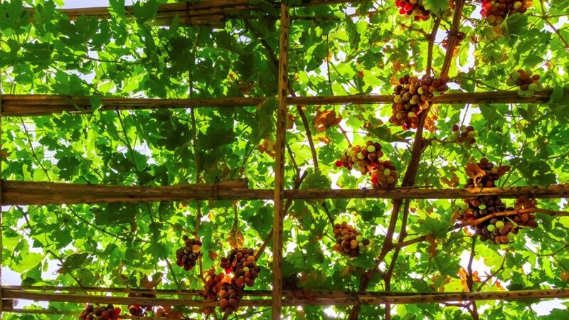 مشروع لتطوير زراعة العنب في السلطنة