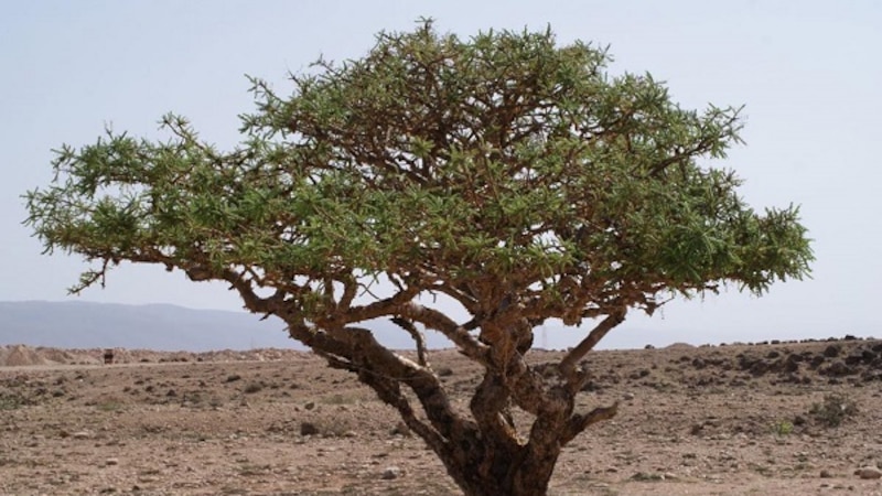 د.عبدالله باحجاج: الشجرة المقدسة في ظفار .. أغلى من النفط