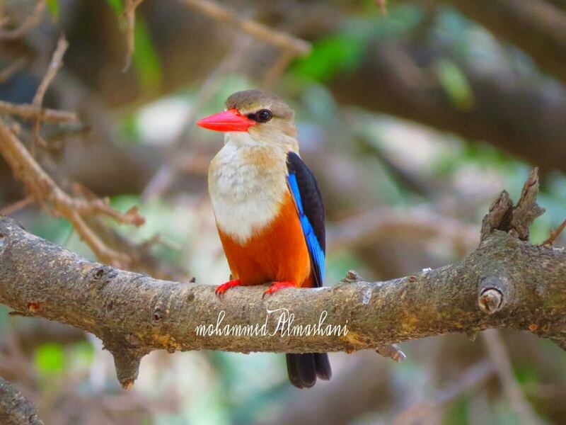حكى عن قصته مع الأفاعي والذئاب: مصور عُماني يعشق تصوير الحيوانات ويرفض عروضًا من محطات عالمية
