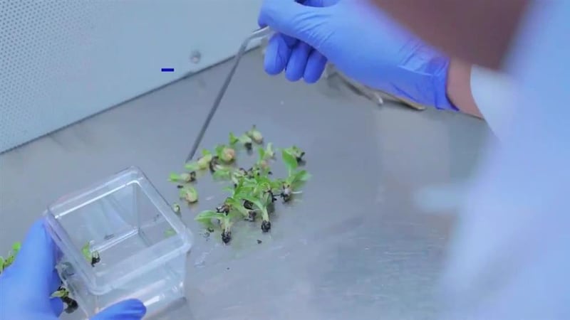 5 أصناف رئيسية من الموز في سلطنة عمان