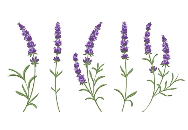 “السجاد البنفسجي” حاضر في استقبال جلالة السلطان؛ فإلى ماذا يرمز؟