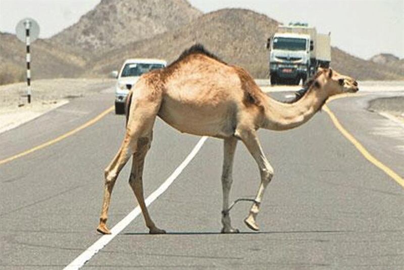 بسبب الجمال السائبة: وفاتان خلال أسبوع؛ فمن المسؤول؟