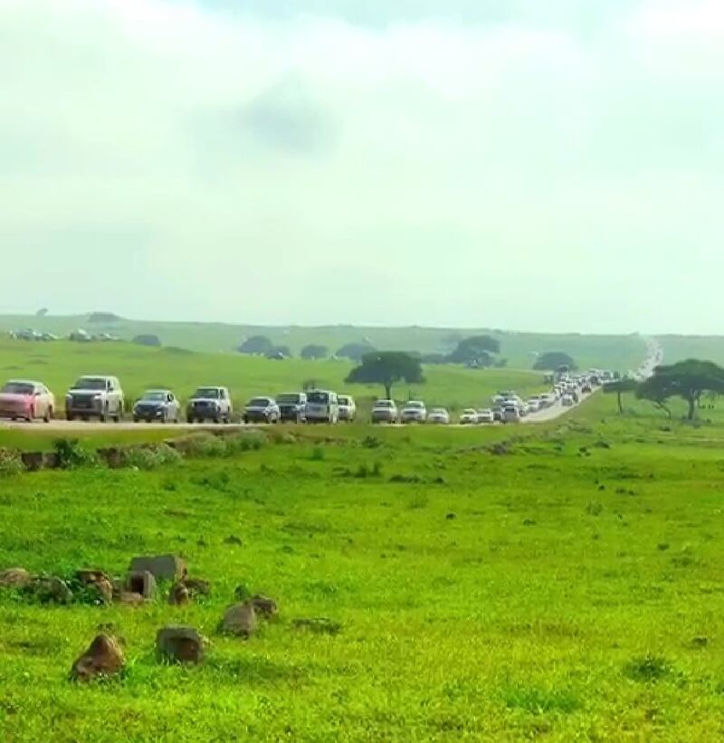 “جبجات” تتألق في موسم “الصرب” و3 مواطنين يوضحون أبرز متطلبات النيابة