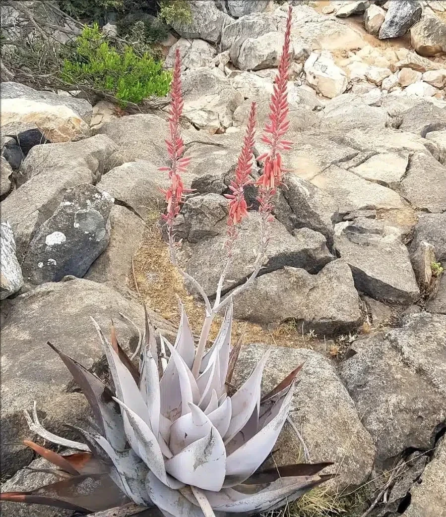 نوعان لها يوجدان في ظفار: ماذا تعرف عن “الألوة” واستخداماتها؟