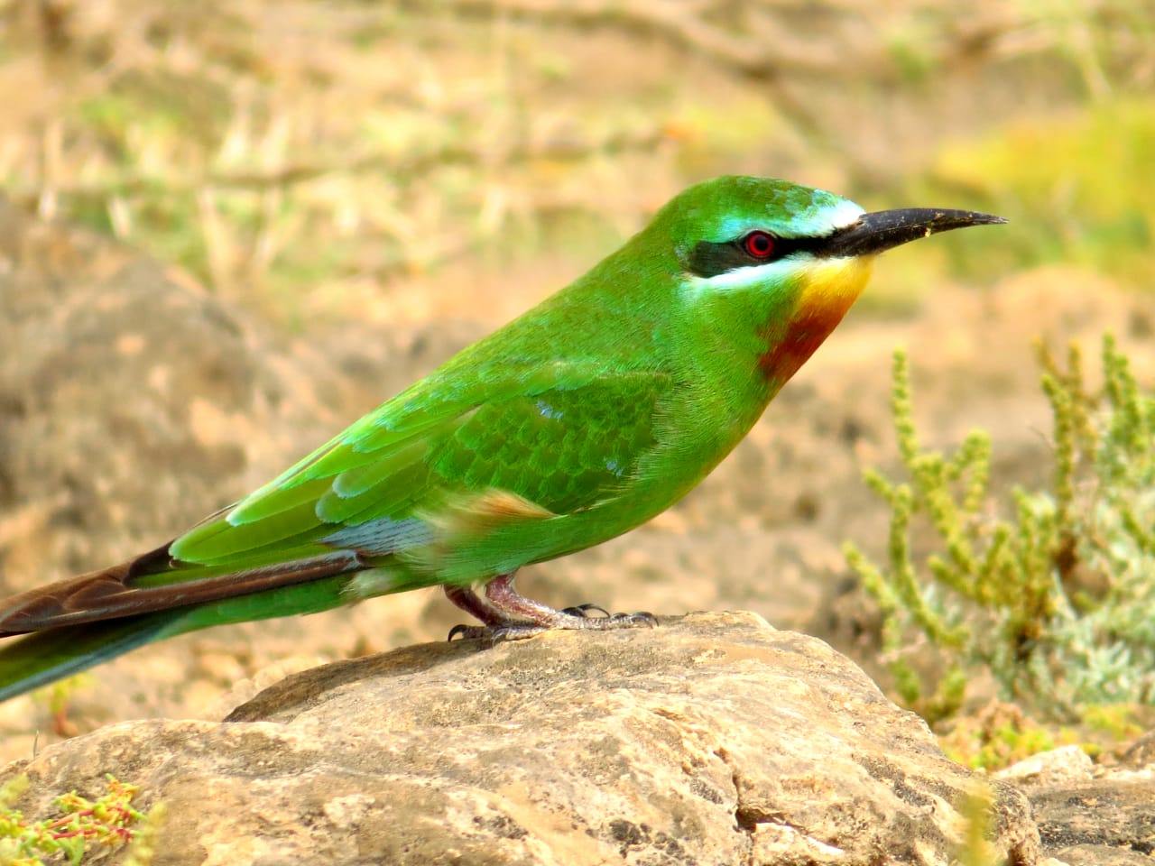 حكى عن قصته مع الأفاعي والذئاب: مصور عُماني يعشق تصوير الحيوانات ويرفض عروضًا من محطات عالمية