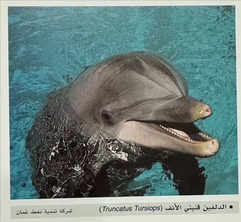 6 أنواع للدلافين في المياه العُمانية؛ فماذا تسمونها في ولايتكم؟