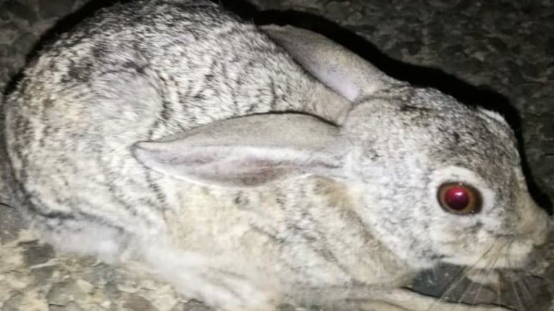 “الأرنب البري” تحتضنه مصيرة