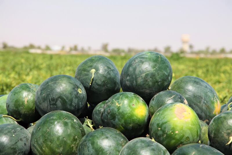 بالأرقام: زراعة الجح مربحة وذات دخل جيد
