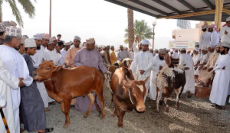 الهبطة أول أفراح العمانيين بعيد الفطر… فماذا تعرف عنها؟