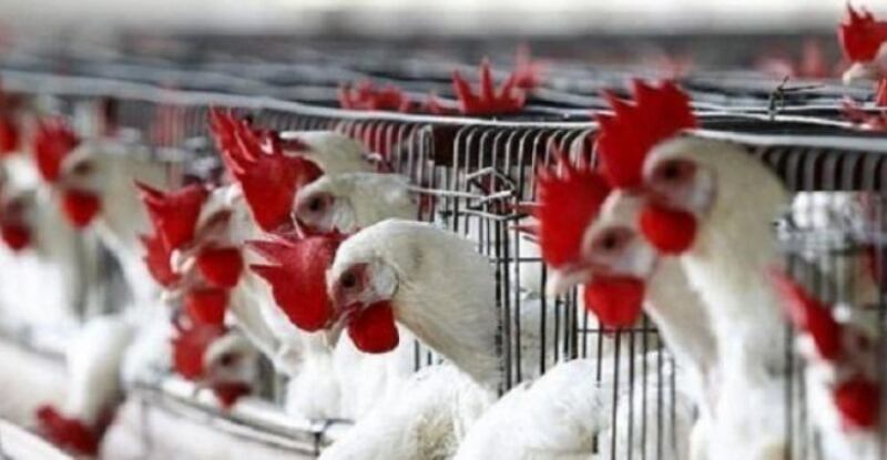 حظر استيراد الطيور الحية من مناطق روسية