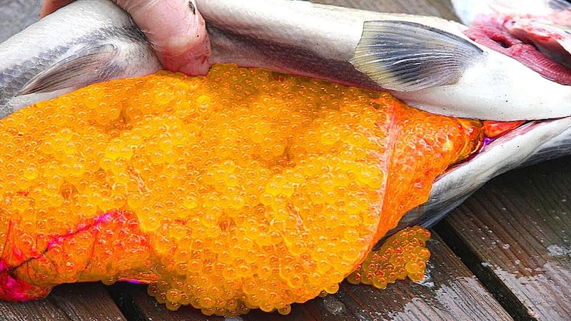 “بيض السمك” يؤكد البعض بأنها وجبة لذيذة؛ فهل جربتها؟