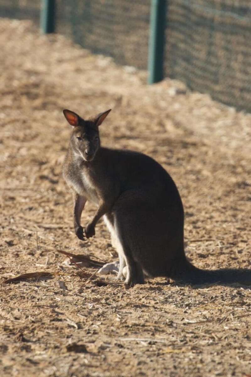 بالصور: قائمة جديدة من الحيوانات المهددة بالانقراض في السلطنة