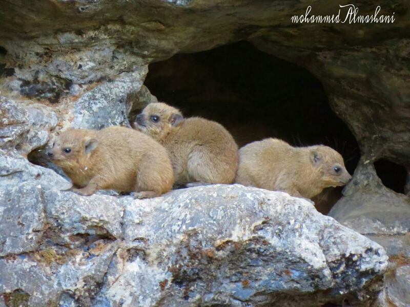 حكى عن قصته مع الأفاعي والذئاب: مصور عُماني يعشق تصوير الحيوانات ويرفض عروضًا من محطات عالمية