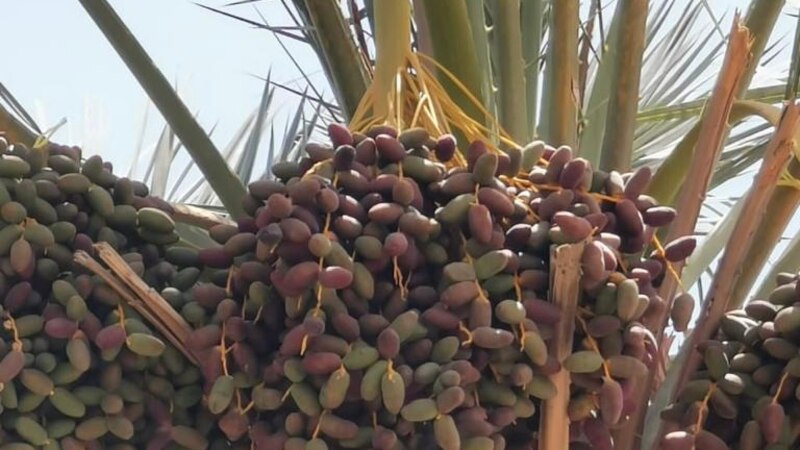 بدء تباشير القيظ في المضيبي