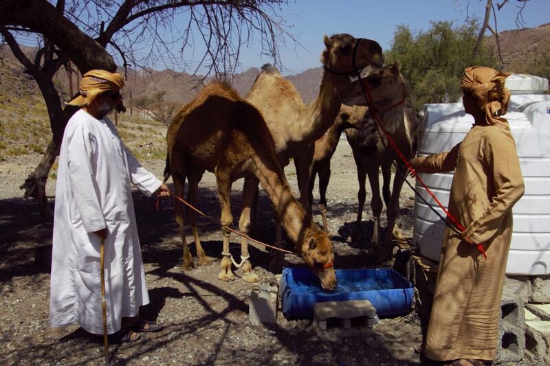 وال..قرية عُمانية أراضيها استُخدِمت لزراعة القمح