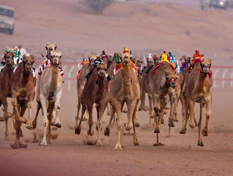 دعم مادي لإقامة سباقات الهجن