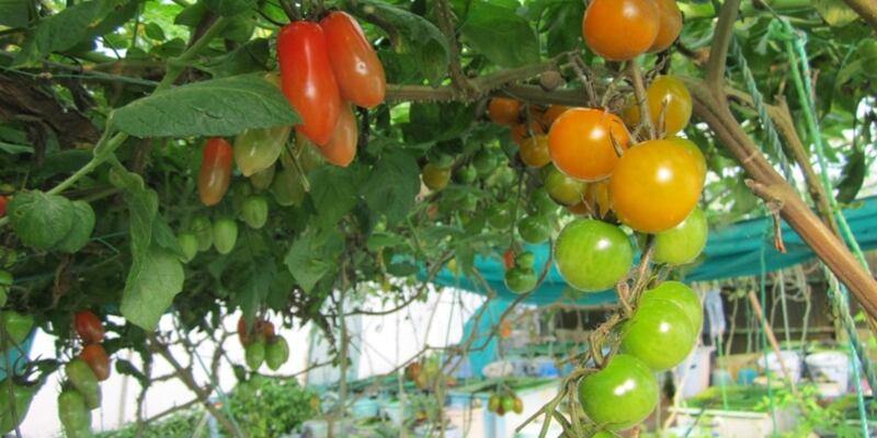 نجاح تجربة جديدة للاستزراع الأحيومائي