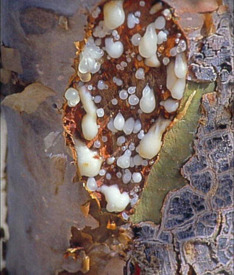 باحث تاريخي يتحدث عن أجود أنواع اللبان العماني