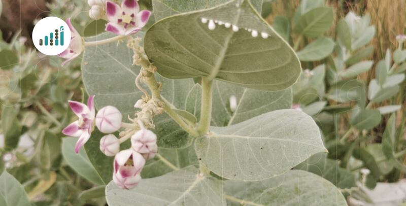 هذا النبات المحلي له فوائد واستخدامات عديدة إلا أنه قد يؤدي إلى فقدان البصر، فكيف يمكن التعامل معه؟