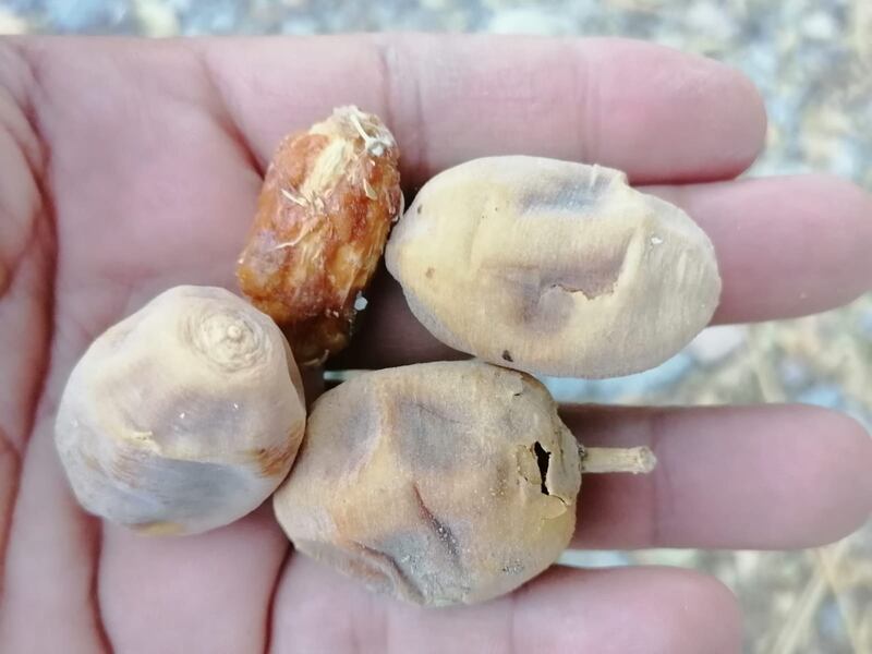 بلح الصحراء: دواء وغذاء؛ فماذا تعرف عنه؟