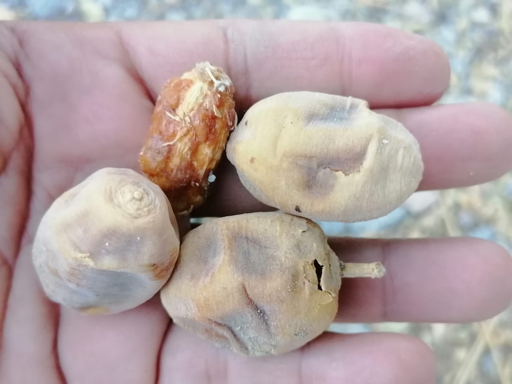 بلح الصحراء: دواء وغذاء؛ فماذا تعرف عنه؟