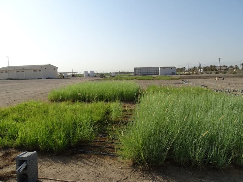 اللبيد من أفضل الحشائش في تغذية الماشية ومختصون يوضحون طرق زراعته