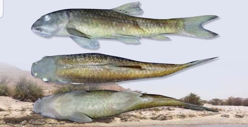 باحثون يكتشفون نوعًا جديدًا من الأسماك في جبل سمحان