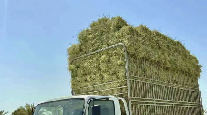 الزراعة تصدر قرارًا حول تداول حزم الحشائش الجافة