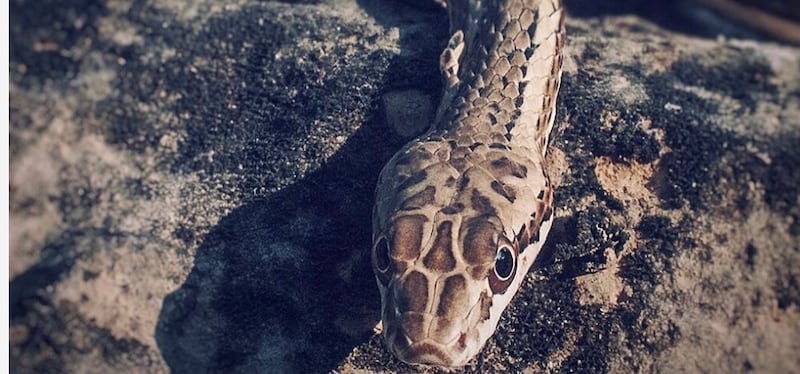 دراسة عُمانية حول لدغات الثعابين تُظهر نتائج مهمة