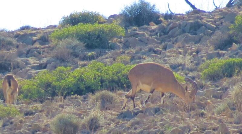 تعرف على ملامح من حياة الوعل النوبي في جبل سمحان