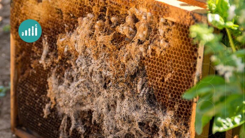 ”عدوة النحل الصامتة“: نعرّفك بخطورتها في هذا الموضوع  