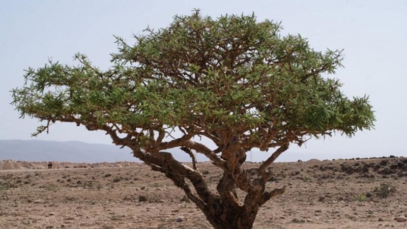 د.عبدالله باحجاج يكتب: دموع شجرة اللبان .. صيدلية كاملة للشفاء