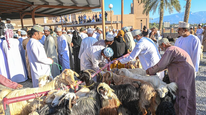 مع قرب عيد الفطر، نصائح تهمك عند شراء الماشية