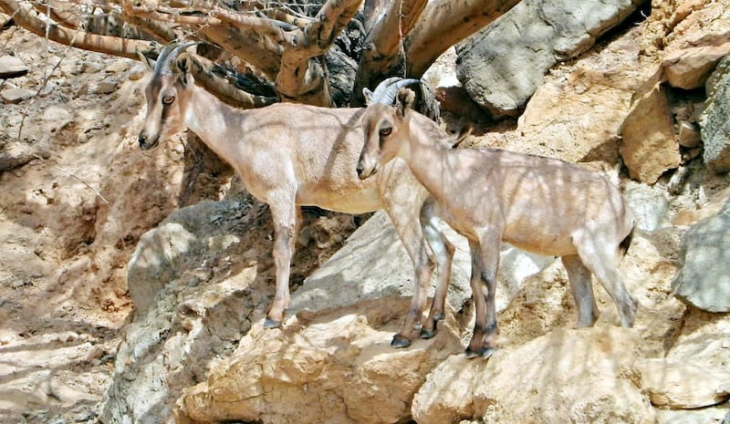 واحدة في الخوير: 3 محميات طبيعية في مسقط