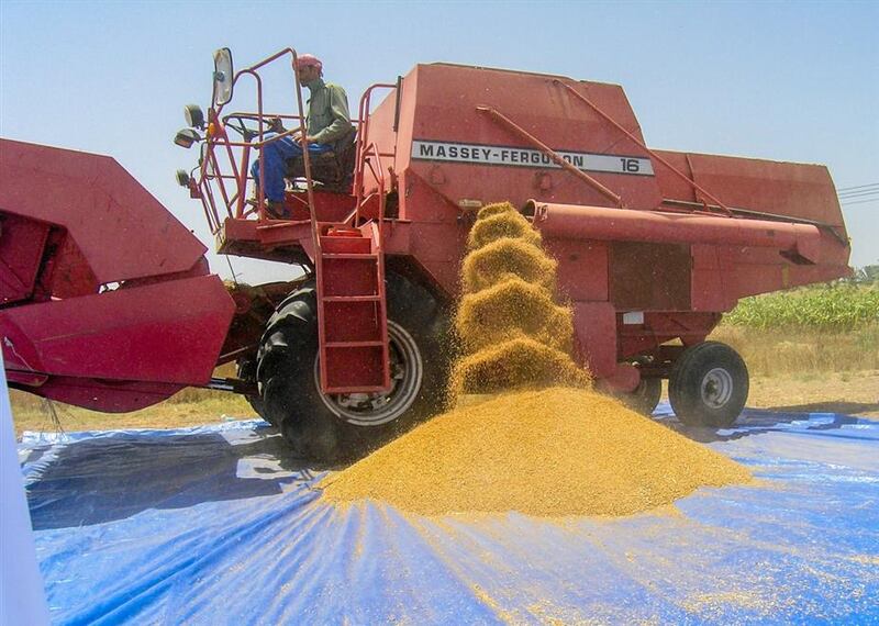 هل جرّبت القمح العماني من قبل؟ إليك إحصائياته الجديدة