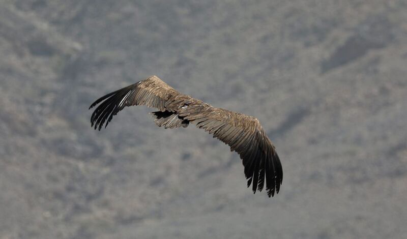 بعد وضع أجهزة تعقب عليها: إطلاق 4 نسور في إحدى المحميات الطبيعية