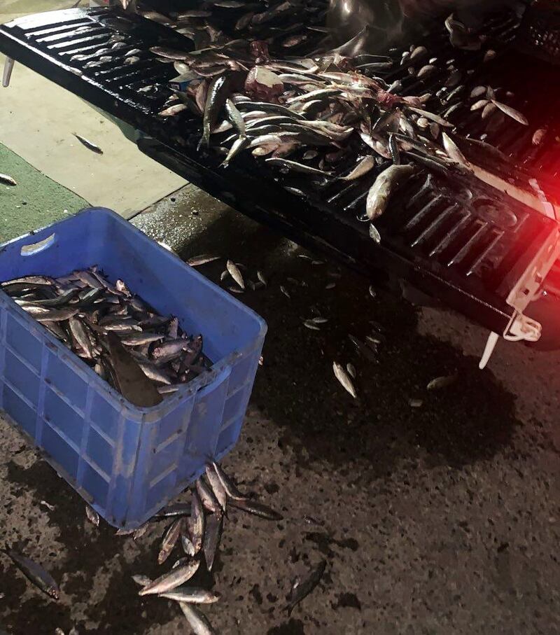 مصادرة كمية كبيرة من الأسماك عُرِضت في الشوارع