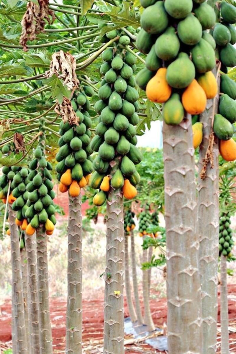 موجودة في السلطنة خصوصًا في ظفار: الباباظ” شجرة ذات فوائد غذائية وصحيّة