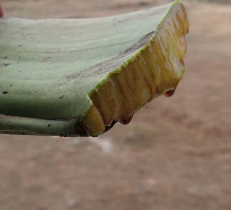 (طُف): النبتة المعجزة ورفيقة نساء ظفار، فماذا تعرف عنها؟