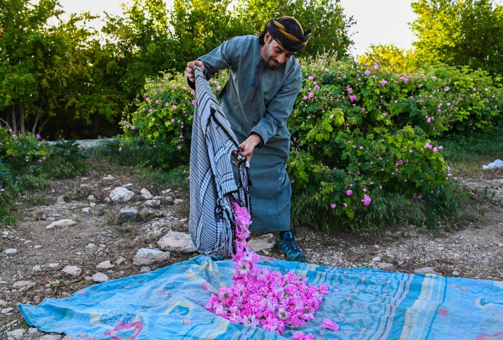 يستخدم في عدة صناعات: ماذا تعرف عن ورد الجبل الأخضر؟