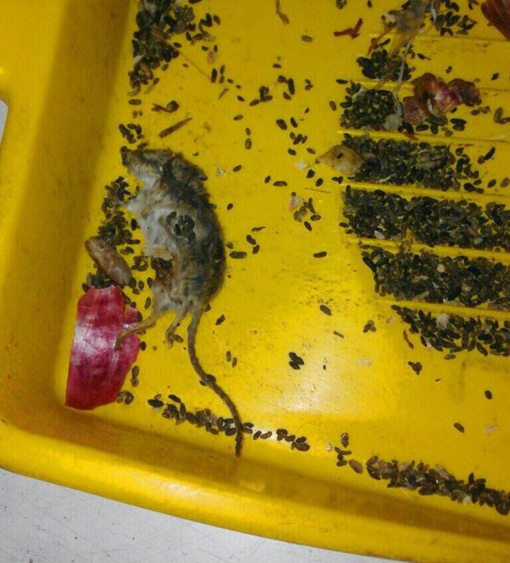 بالصور: حشرات وقوارض في أحد المطاعم